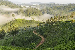 Tea Estate & morning mist, Hapatule, Southern Highlands, Sri Lanka Tea Estate & morning mist, Hapatule, Southern Highlands, Sri Lanka