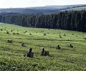 Tea pickers on a large estate near Kericho