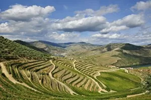 Images Dated 26th September 2013: Terraced vineyards along the Douro river during the grapes harvest. Ervedosa do Douro
