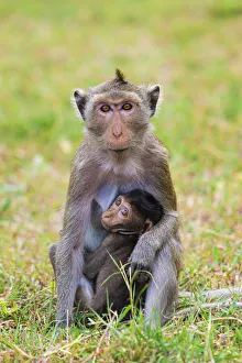 Thailand, Hua Hin, Monkey mountain, Macaque monkey and infant Thailand, Hua Hin, Monkey mountain, Macaque monkey and infant