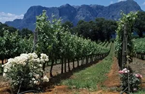 Vine Yard Gallery: Thelema Mountain Vineyards near Stellenbosch