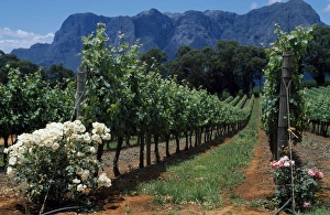 Vine Yard Gallery: Thelema Mountain Vineyards near Stellenbosch