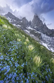 Thistles and blue wild flowers growing beside Freney Glacier Italian Alps Thistles and blue wild flowers growing beside Freney Glacier Italian Alps