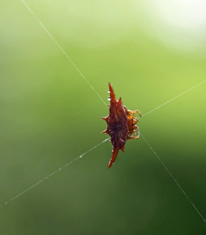 A thorn spider - one of the many endemic species or sub-species of Madagascar A thorn spider - one of the many endemic species or sub-species of Madagascar