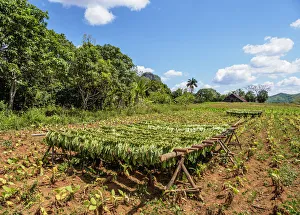 Tobacco leaves drying on the field, Vinales Valley, UNESCO World Heritage Site Tobacco leaves drying on the field, Vinales Valley, UNESCO World Heritage Site
