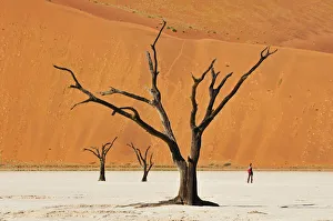 Tourist in Dead vlei at Sossusvlei, Namib-Naukluft Park, Namibia, Africa Tourist in Dead vlei at Sossusvlei, Namib-Naukluft Park, Namibia, Africa