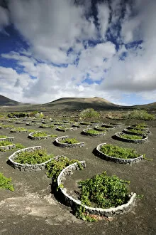 Images Dated 18th November 2011: Traditional vineyards in La Geria where the wines are produced in a volcanic ash soil