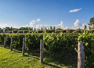 Trapiche Vineyard, Coquimbito, Mendoza Province, Argentina Trapiche Vineyard, Coquimbito, Mendoza Province, Argentina