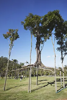 Tree art by Chris Burden at Centro de Arte Contemporanea Inhotim, Brumadinho, Belo Tree art by Chris Burden at Centro de Arte Contemporanea Inhotim, Brumadinho, Belo