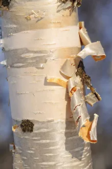 Tree bark of a birch, Finnmark, Finland Tree bark of a birch, Finnmark, Finland