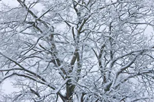 Tree covered in snow, Gloucestershire, UK Tree covered in snow, Gloucestershire, UK