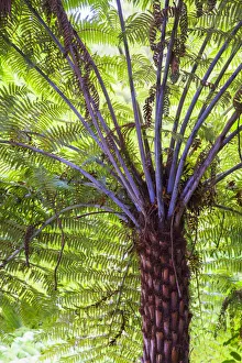 Tree fern on 309 Kauri Grove trail, Coromandel Peninsula, North Island, New Zealand Tree fern on 309 Kauri Grove trail, Coromandel Peninsula, North Island, New Zealand