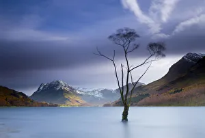 Tree in Lake Buttermere, Lake District National Park, Cumbria, England Tree in Lake Buttermere, Lake District National Park, Cumbria, England