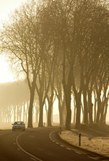 Tree lined country Road, Burgundy, France Tree lined country Road, Burgundy, France