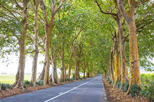 Tree lined road, Flacq, East Coast, Mauritius Tree lined road, Flacq, East Coast, Mauritius