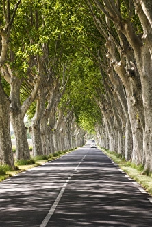 A tree-lined road, Languedoc-Roussillon, France A tree-lined road, Languedoc-Roussillon, France