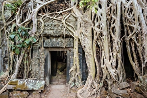 Tree roots growing on Ta Prohm temple (Rajavihara) ruins, Angkor Tree roots growing on Ta Prohm temple (Rajavihara) ruins, Angkor