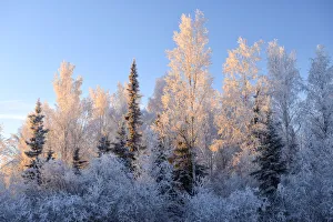 Tree in winter, Fairbanks, Alaska, USA Tree in winter, Fairbanks, Alaska, USA