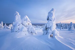 Trees covered by snow. Ruuhitunturi, Lapland. Finland Trees covered by snow. Ruuhitunturi, Lapland. Finland