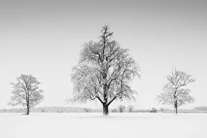 Three Trees in Winter, Norfolk, England Three Trees in Winter, Norfolk, England