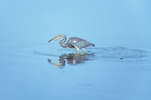 Tricolored heron (Egretta tricolor) looking for food, Sanibel Island, J.N Tricolored heron (Egretta tricolor) looking for food, Sanibel Island, J.N