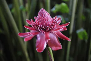 Tropical Flower in the rain, Puerto Narino, Colombia Tropical Flower in the rain, Puerto Narino, Colombia