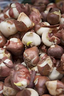 Tulip bulbs, Bloemenmark (Flower Market), Singel Canal, Amsterdam, Holland Tulip bulbs, Bloemenmark (Flower Market), Singel Canal, Amsterdam, Holland