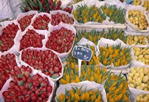Images Dated 18th September 2001: Tulips at Flower market