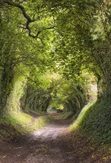 Paths Gallery: Tunnel of Trees, or Mill Lane, near Halnaker village, leading to Halnaker Windmill, West Sussex