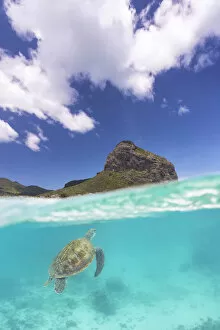 a turtle swims around Le Morne in colorful sea, Black River, Mauritius, Africa