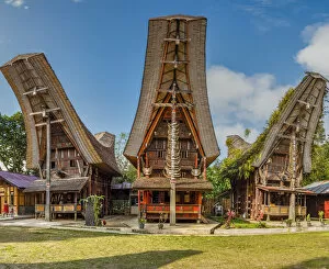 Images Dated 13th September 2018: Typical Tongkonan houses, Rantepao, Tana Toraja, Sulawesi, Indonesia