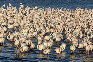 UAE, Dubai, Dubai Creek (Khor Dubai), Ras Al-Khor Wildlife Sanctuary, Flamingo UAE, Dubai, Dubai Creek (Khor Dubai), Ras Al-Khor Wildlife Sanctuary, Flamingo
