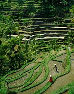Images Dated 24th July 2009: Ubud / Rice Terraces