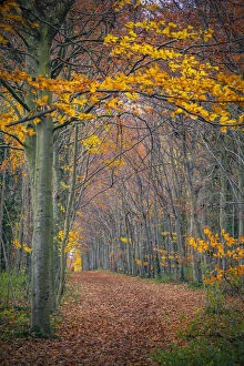 Pathway Collection: UK, England, Cambridge, Wandlebury Ring Country Park, Autumn