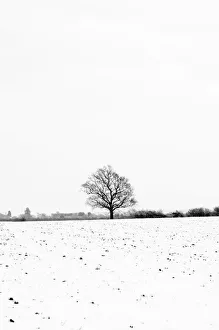 UK, England, Cambridgeshire, Comberton, Winter Fields UK, England, Cambridgeshire, Comberton, Winter Fields