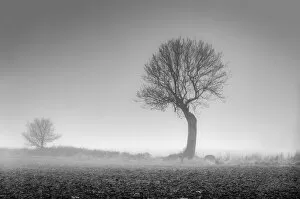 Images Dated 29th December 2015: UK, England, Norfolk, Foggy Winter Field