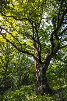 Robur Gallery: United Kingdom, England, Hampstead Heath. A magnificent English Oak tree (Quercus robur
