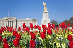 United Kingdom, London, Westminster, Tulips infront of Buckingham Palace and Victoria United Kingdom, London, Westminster, Tulips infront of Buckingham Palace and Victoria