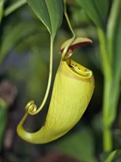 Carnivorous Collection: The unusual Pitcher plant