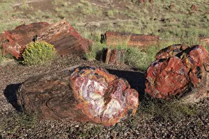 Images Dated 12th March 2013: USA, Arizona, Holbrook, Petrified Forest National Park, Petrified wood on Long Logs Trail