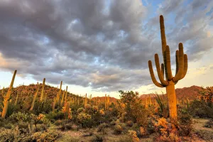 USA, Arizona, Saguaro National Park. Sunset on desert landscape