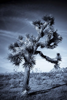USA, California, Joshua Tree National Park, Joshua Tree, yucca brevifolia USA, California, Joshua Tree National Park, Joshua Tree, yucca brevifolia