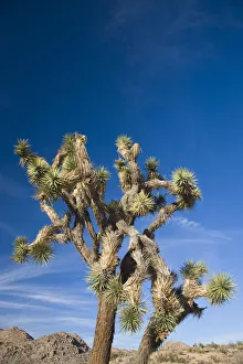 USA, California, Joshua Tree National Park, Joshua Tree, yucca brevifolia, in Hidden USA, California, Joshua Tree National Park, Joshua Tree, yucca brevifolia, in Hidden