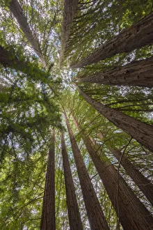 USA, California, Oakland, Redwood Regional Park, Coast Redwood Trees (Sequoia USA, California, Oakland, Redwood Regional Park, Coast Redwood Trees (Sequoia