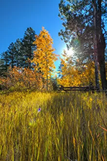 Images Dated 2nd April 2014: USA, Colorado, Animas River Valley north of Durango near Haviland Lake, Autumn Foliage