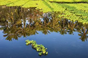 USA, Hawaii, Big Island, Punaluu Beach, reflection USA, Hawaii, Big Island, Punaluu Beach, reflection