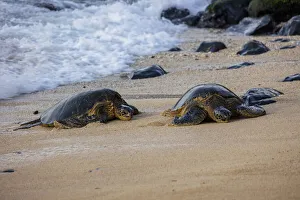 USA, Hawaii, Maui, Hookipa Beach, turtles USA, Hawaii, Maui, Hookipa Beach, turtles