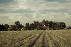 USA, Louisiana, Cajun Country, Emma, sugar cane plantation USA, Louisiana, Cajun Country, Emma, sugar cane plantation