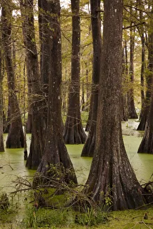 USA, Louisiana, Cajun Country, Lafayette, Lake Martin, swamp USA, Louisiana, Cajun Country, Lafayette, Lake Martin, swamp