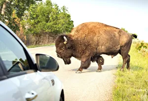 USA, North Dakota, Bison, Crossing The Road, Theodore Roosevelt National Park, North Unit USA, North Dakota, Bison, Crossing The Road, Theodore Roosevelt National Park, North Unit